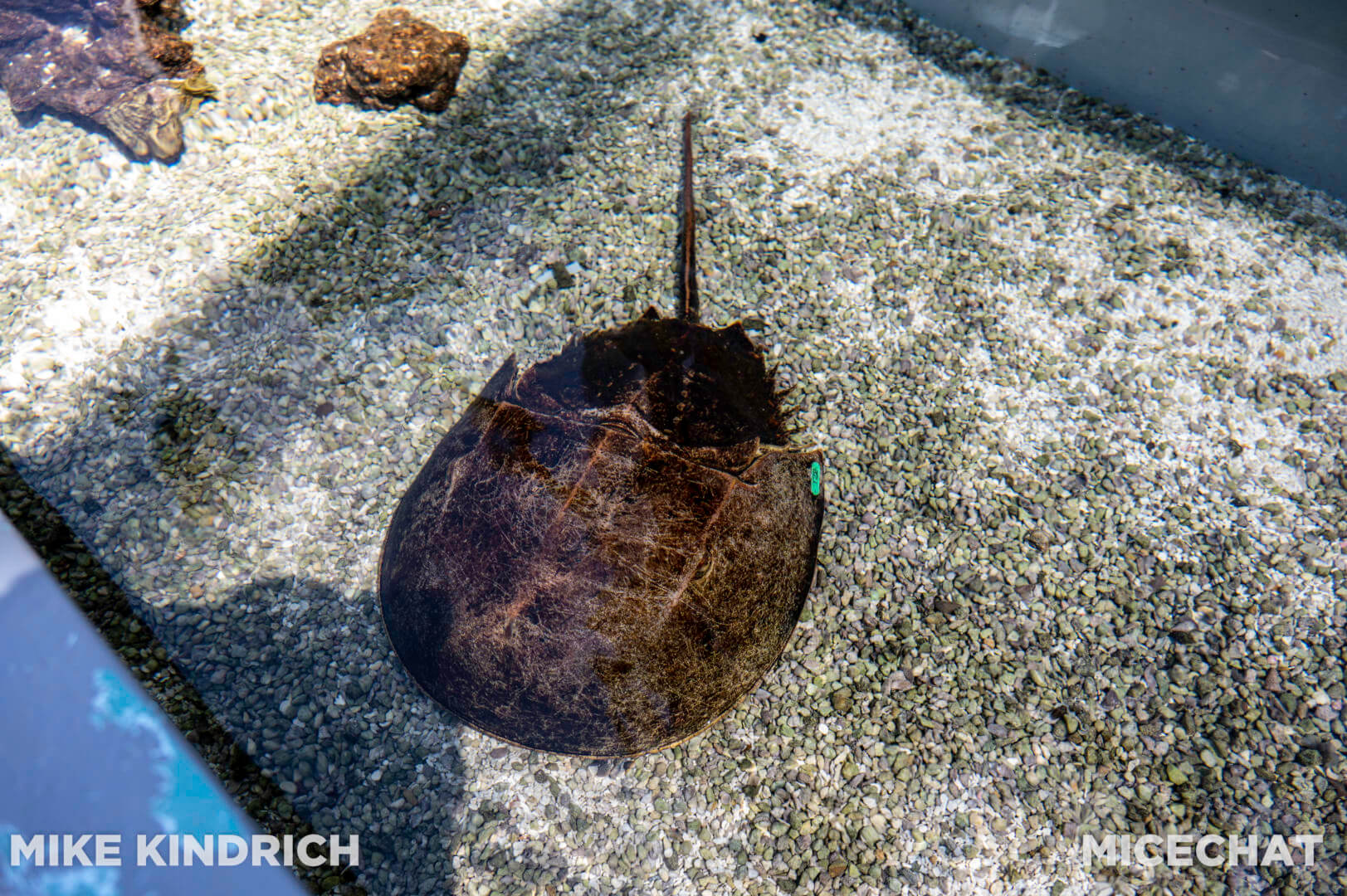 , Long Beach Aquarium of the Pacific is Oceans of Fun