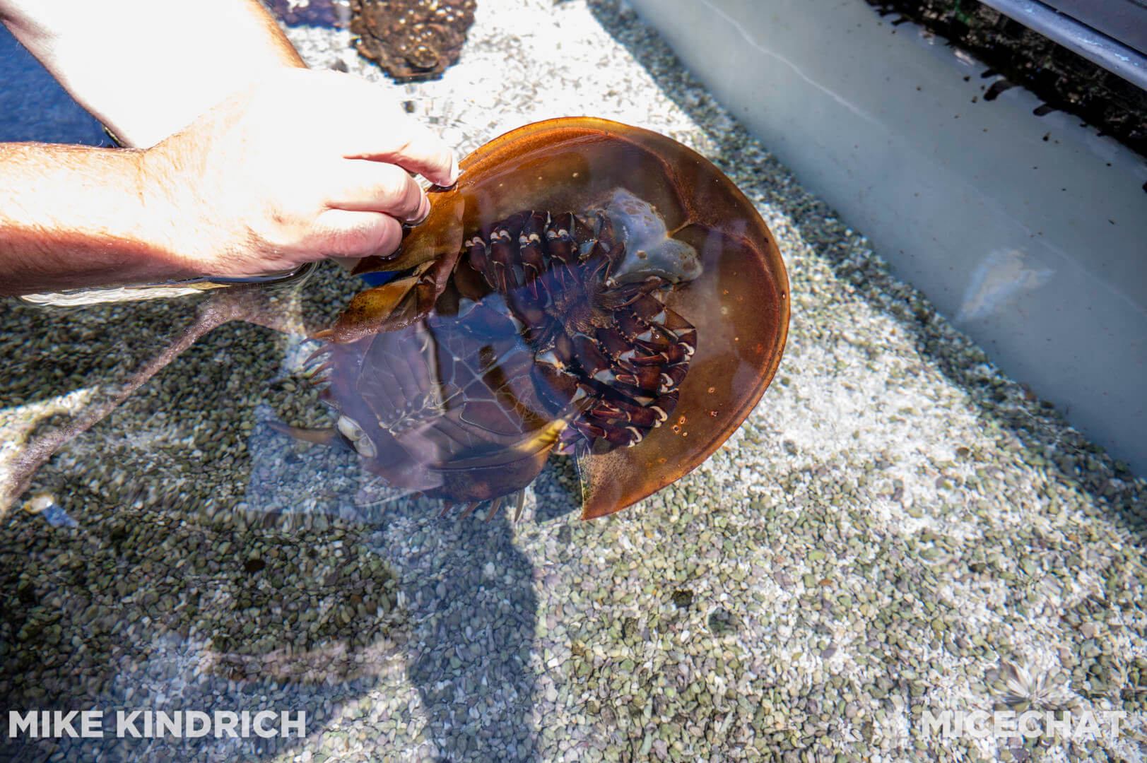 , Long Beach Aquarium of the Pacific is Oceans of Fun