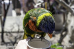 Long Beach AOP-Lorikeet Forest (1 of 1)-11
