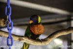 Long Beach AOP-Lorikeet Forest (1 of 1)-19