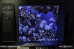 Long Beach AOP-Northern Pacific Hall-Rocky Reef (1 of 1)