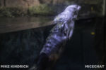 Long Beach AOP-Northern Pacific Hall-Sea Otters (1 of 1)-2