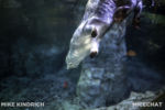 Long Beach AOP-Northern Pacific Hall-Sea Otters (1 of 1)-4