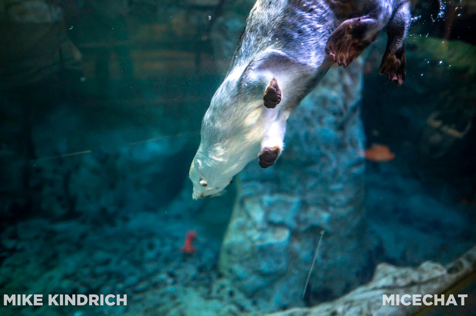 , Long Beach Aquarium of the Pacific is Oceans of Fun