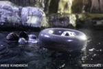 Long Beach AOP-Northern Pacific Hall-Sea Otters (1 of 1)-9