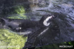 Long Beach AOP-Penguins (1 of 1)-4