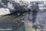 Long Beach AOP-Sea Lions (1 of 1)