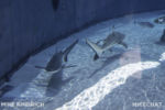Long Beach AOP-Shark Lagoon (1 of 1)-2