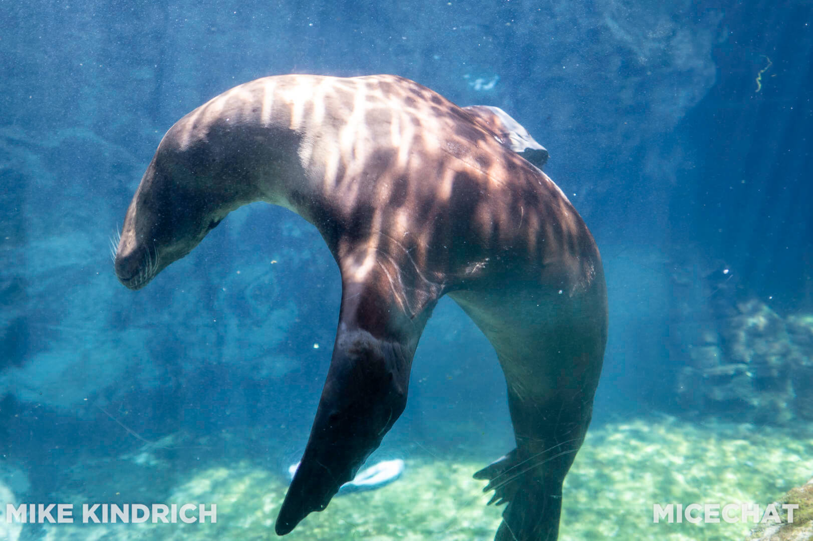 , Long Beach Aquarium of the Pacific is Oceans of Fun