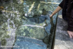 Long Beach AOP-Touch Tank (1 of 1)-4