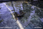 Long Beach AOP-Touch Tank (1 of 1)-5