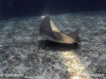 DCIM100GOPROGOPR4387.JPG