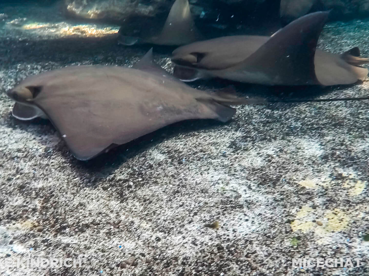 , Long Beach Aquarium of the Pacific is Oceans of Fun