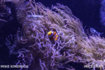 Long Beach AOP-Tropical Pacific Hall (1 of 1)-12
