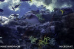 Long Beach AOP-Tropical Pacific Hall (1 of 1)-17