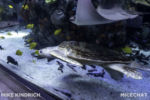 Long Beach AOP-Tropical Pacific Hall (1 of 1)-19