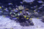 Long Beach AOP-Tropical Pacific Hall (1 of 1)-2