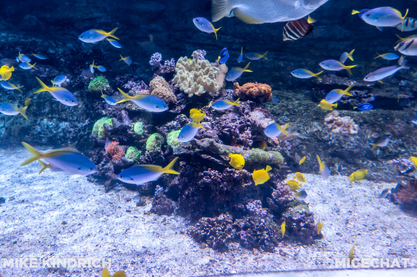 , Long Beach Aquarium of the Pacific is Oceans of Fun