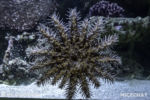 Long Beach AOP-Tropical Pacific Hall (1 of 1)-22