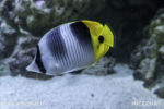 Long Beach AOP-Tropical Pacific Hall (1 of 1)-23