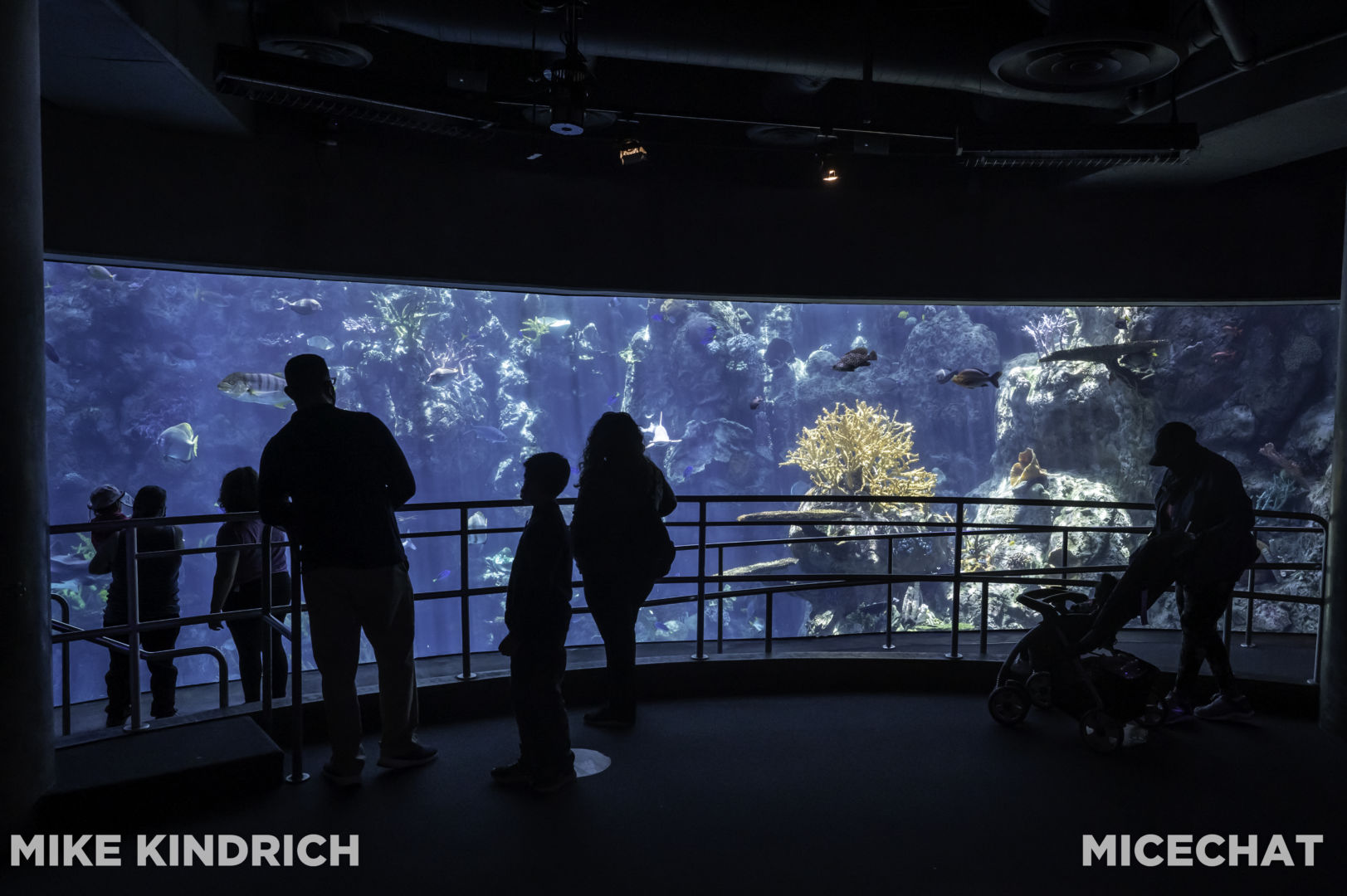 , Long Beach Aquarium of the Pacific is Oceans of Fun