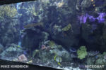 Long Beach AOP-Tropical Pacific Hall (1 of 1)-4