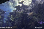 Long Beach AOP-Tropical Pacific Hall (1 of 1)-8