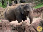 Busch Gardens Tampa Elephant
