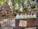 Disneyland attractions indy queue temple-micechat