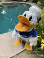 Folkmanis-donald-duck-puppet-puppet-in-action-smile