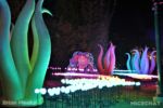 SeaWorld San Diego_Electric Ocean_Anemone Ave night
