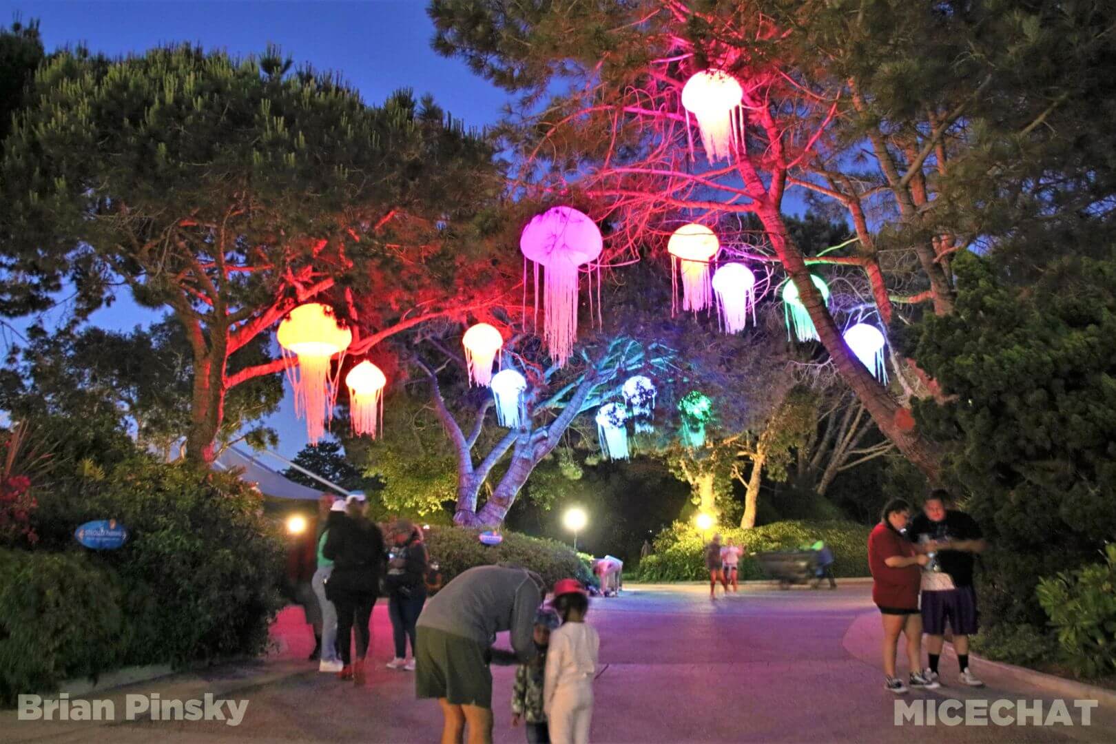 , SeaWorld San Diego Update: Electric Ocean Illuminates the Night