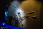 WEB SLINGERS in Avengers Campus