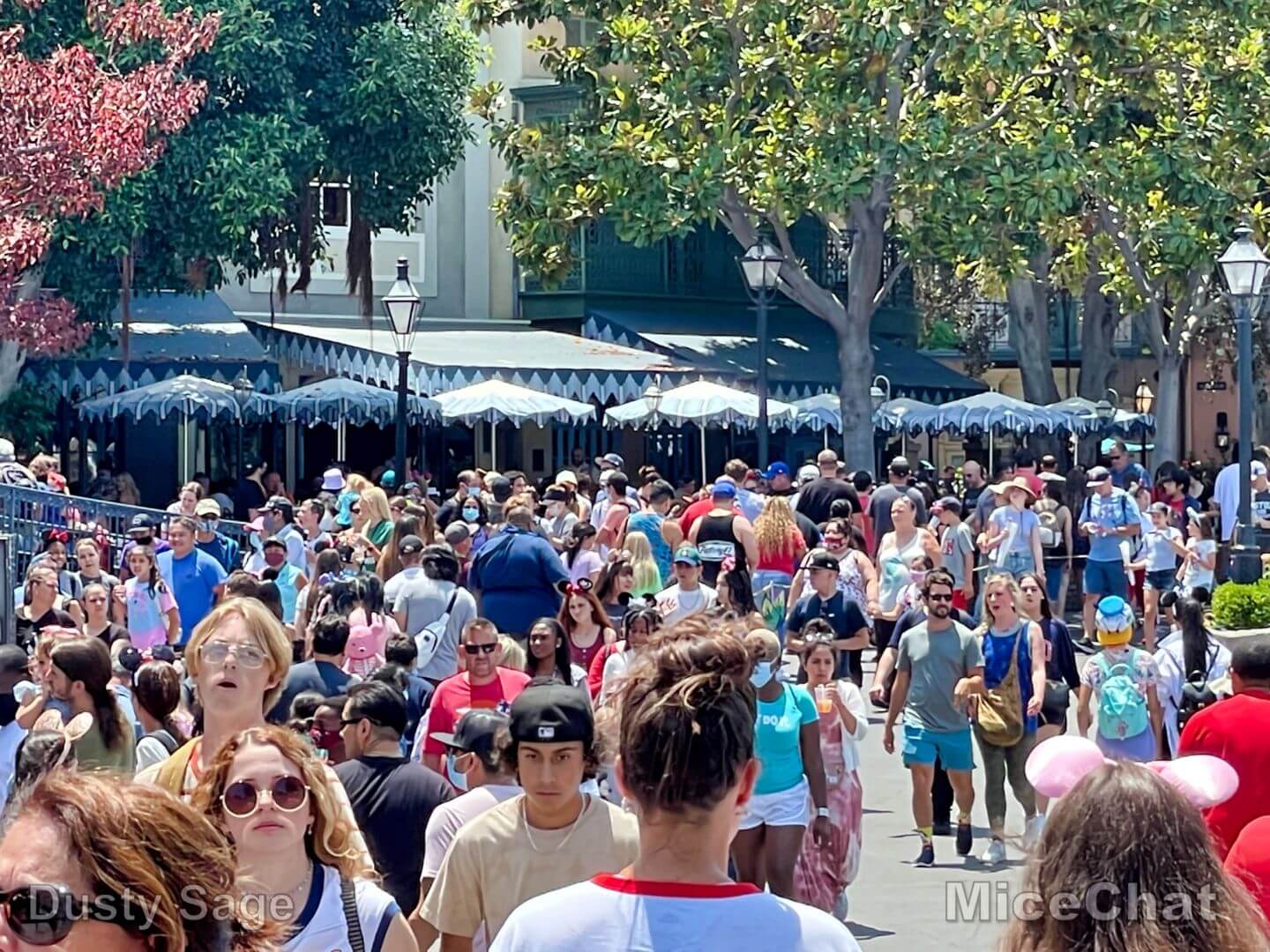 , Disneyland Update – It’s a Jungle Out There!