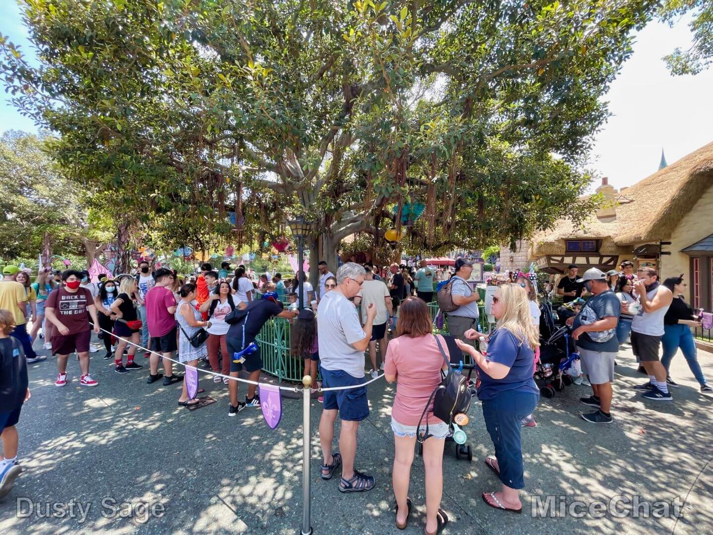 , Disneyland Update – It’s a Jungle Out There!