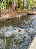 Disneyland Jungle Cruise Piranha-micechat