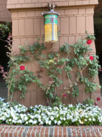 disney-grand-californian-hotel-garden-area-roses