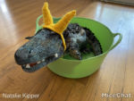 loki-helmet-crochet-pattern-gator-alligator-loki-in-a-tub