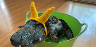 Alligator Loki sits in a tub
