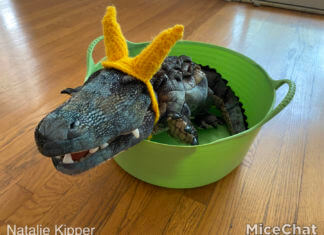 Alligator Loki sits in a tub