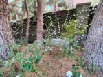 DCA Redwood Creak Villains Grove roses day wall-micechat