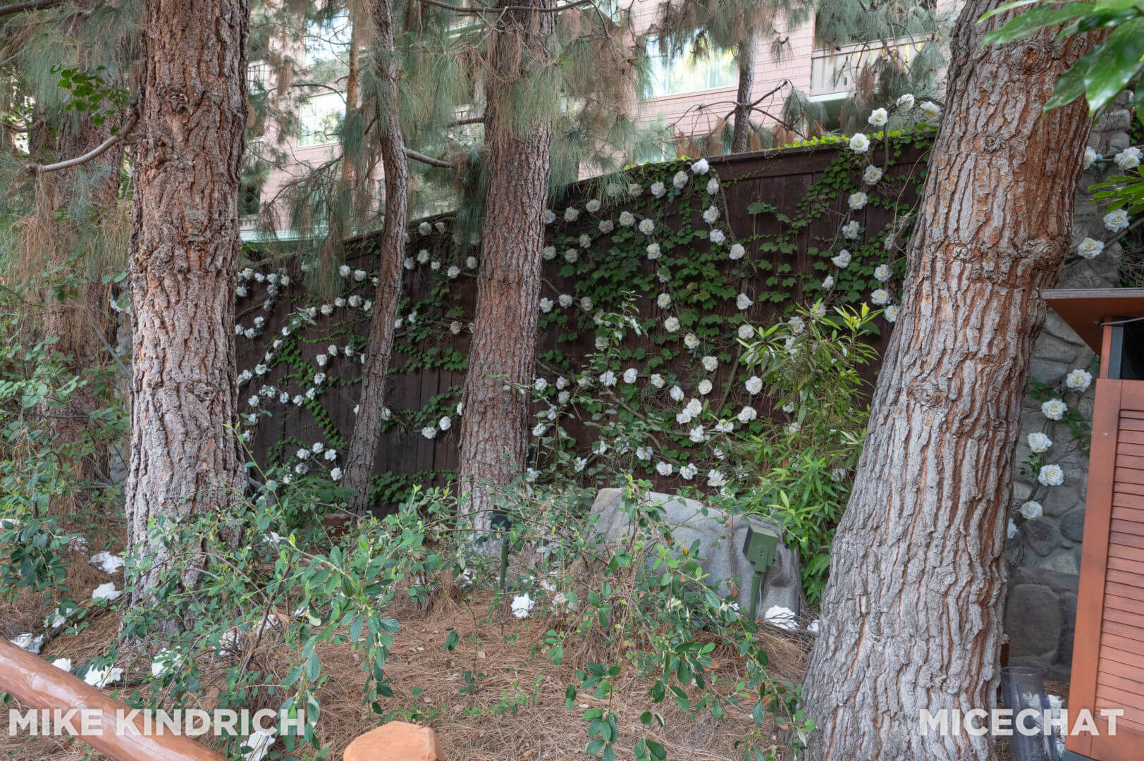 , Disneyland Update: Magic Key Crowds & Bats in the Belfry