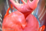 Jolly Holiday Raspberry Mickey Macaron Batter 6-micechat