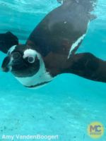 busch Gardens tampa penguin