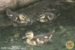 busch gardens tampa baby ducks