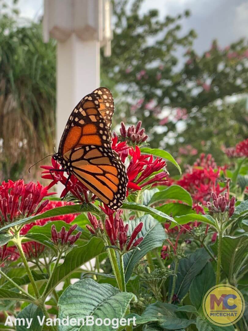 , Checking In with Busch Gardens Tampa: Bier Fest, Howl-O-Scream & Iron Gwazi