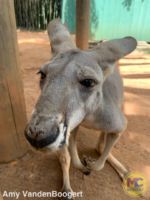 busch gardens tampa kangaroo 2
