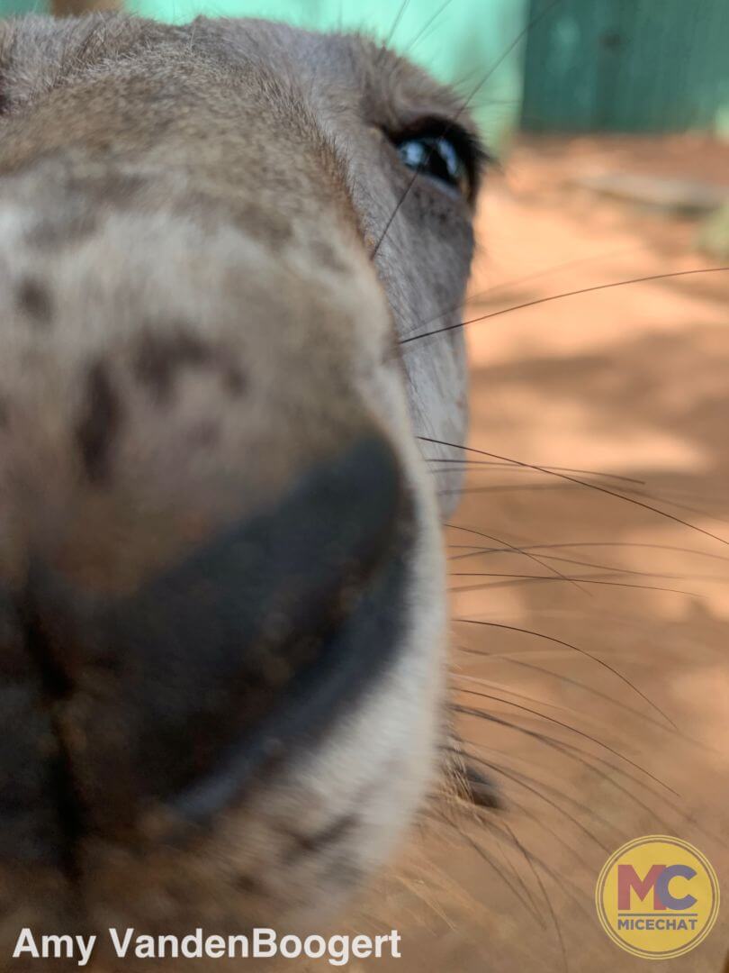 , Checking In with Busch Gardens Tampa: Bier Fest, Howl-O-Scream & Iron Gwazi