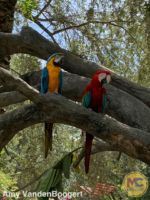 busch gardens tampa parrots