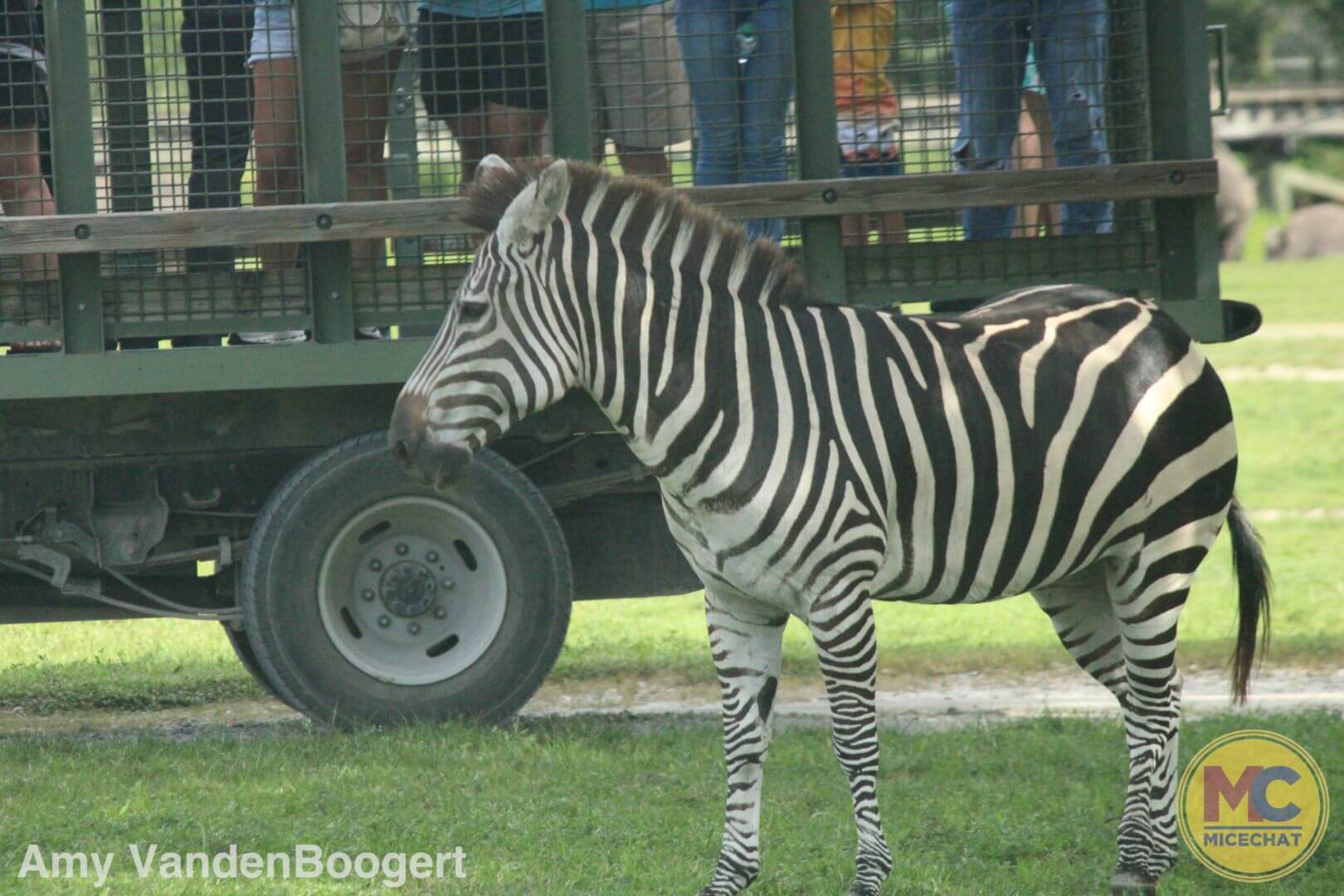 , Checking In with Busch Gardens Tampa: Bier Fest, Howl-O-Scream & Iron Gwazi